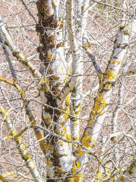 Gulin, Sylvia 아티스트의 USA-Washington State-Bellevue-Birch tree with lichen early spring작품입니다.